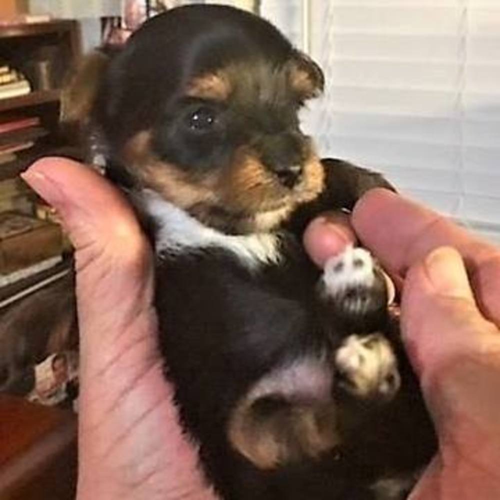 Meet your Posher, Jeanette